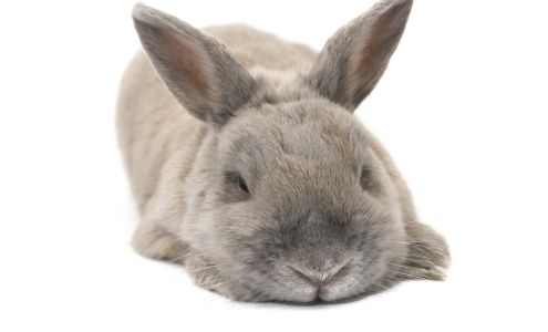 Bunny Bunch Montclair