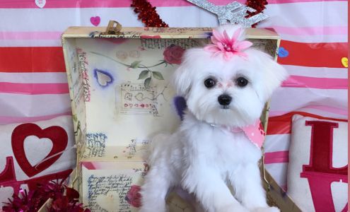 Pro Pet Club La Habra Heights