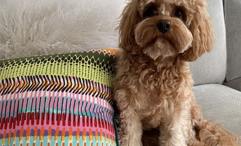 Bostone's Doggy Shop