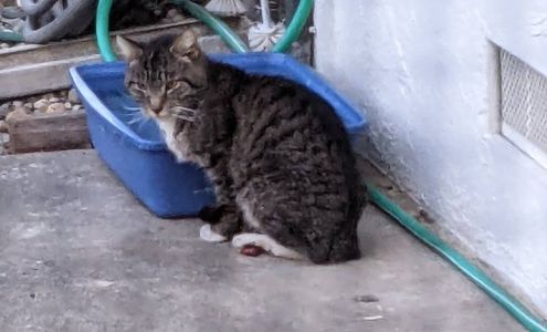 Humane Animal Services