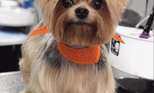 The Pampered Pet Grooming & Spa