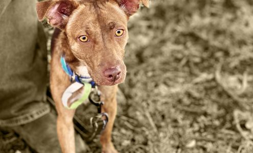 Animal Friends of the Valleys