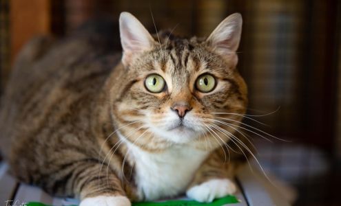 FieldHaven Feline Center