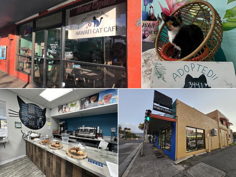 Hawaii Cat Cafe