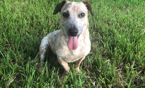 Save a Life Pet Rescue, Inc.