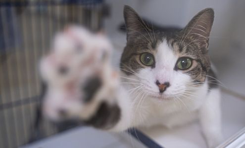 Humane Society of Vero Beach & Indian River County