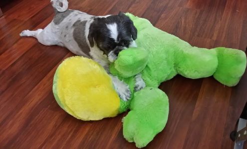 Love Ona' Leash Grooming