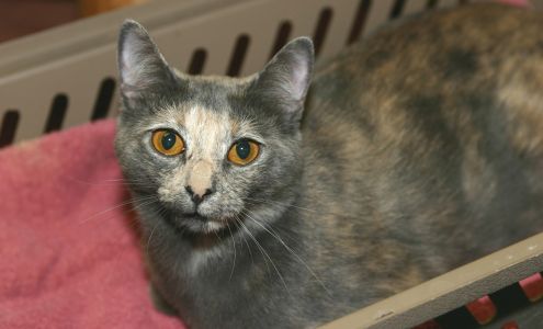 Clayton County Humane Society