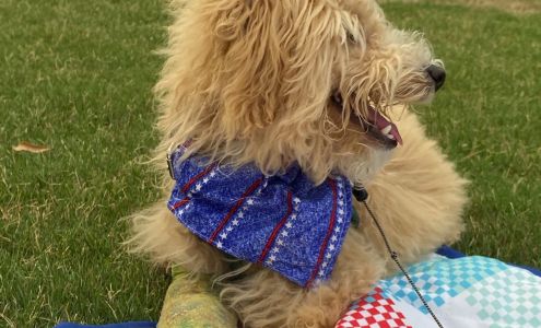 DogFeathers Avondale Estates