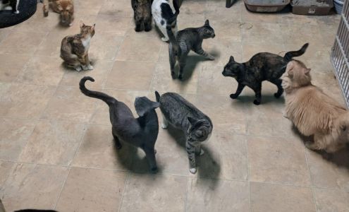 Animal Rescue Foundation