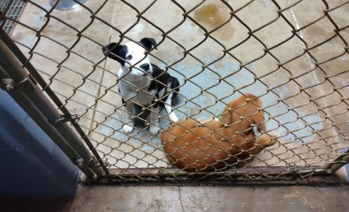 Humane Society of Moultrie and Colquitt County