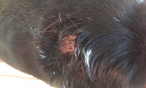 Paws in Paradise Pet Salon