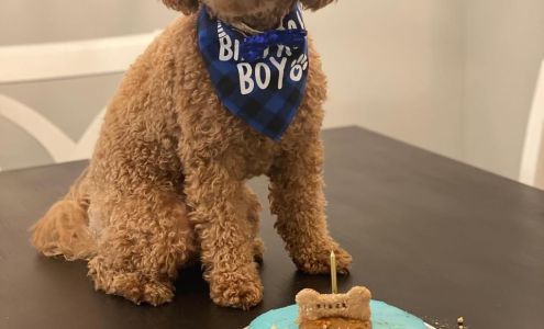 Lucky Dog by Barktown