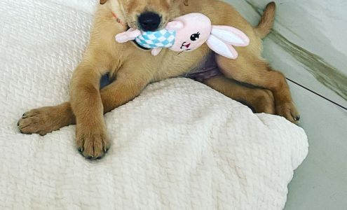 Precision Canine LLC Maylene