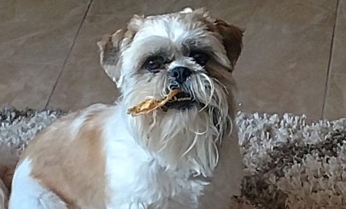 Got Dogs Grooming (shop only, not mobile) Vail