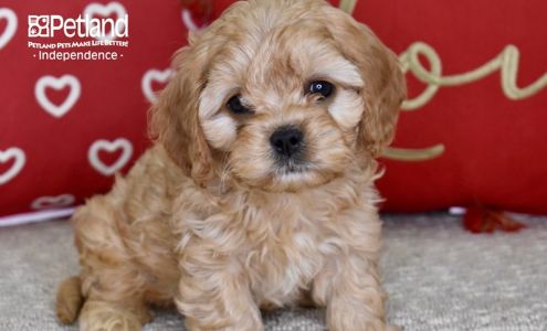 Texarkana Animal League, Inc.