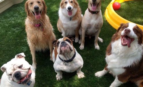 Prancing Paws Doggie Daycare