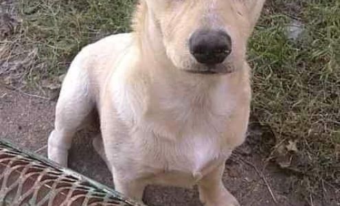 Humane Society of Blytheville