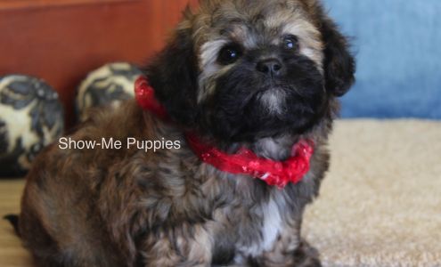 Show-MePuppies LLC West Plains