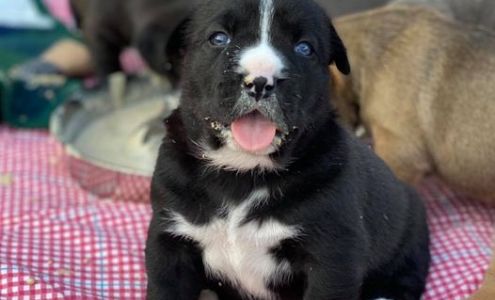 Humane Society For Inland Mendocino County Redwood Valley