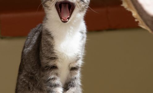 Grass Valley Animal Control