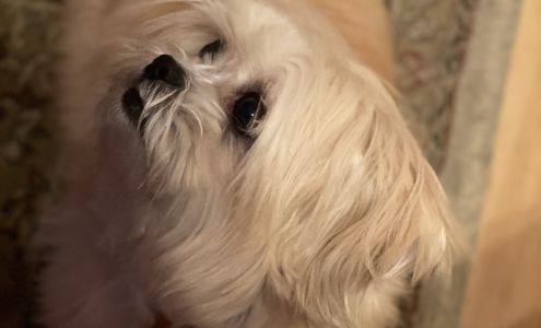 Pooch Pizazz Grooming