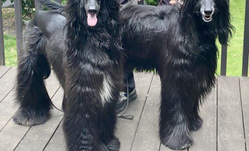 Pet Aesthetics Salon & Boutique