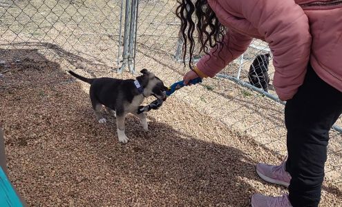 Lifeline Puppy Rescue