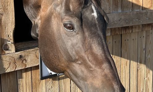 The Horse Protection League