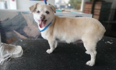 Central Bark Pet Salon