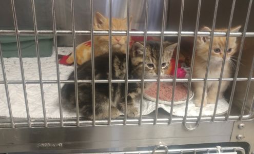 5As-Alton Area Animal Aid Association