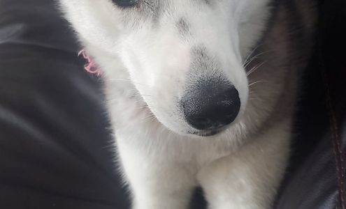 Ogle County Animal Control