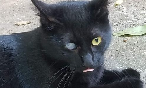 Metro East Humane Society