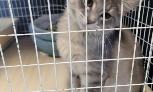 Metro East Humane Society - Highland