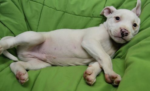 Michiana Humane Society, Inc.