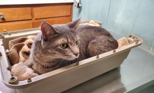 West 56th St Vet Hospital