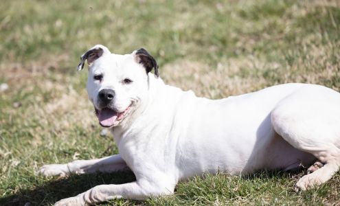 White River Humane Society