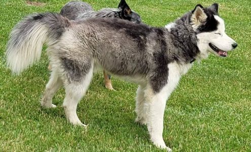 Orange County Humane Society