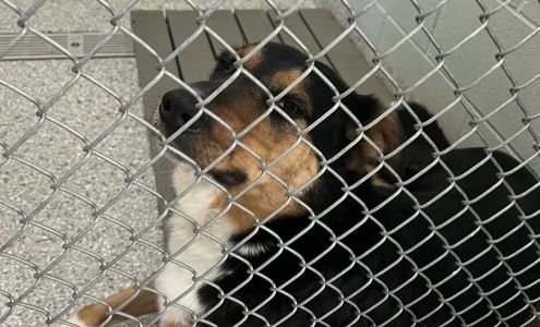 DeKalb Humane Society