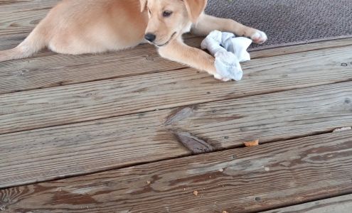 Humane Society-Nelson County
