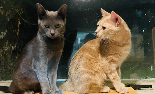 Sierra's Haven For New & Used