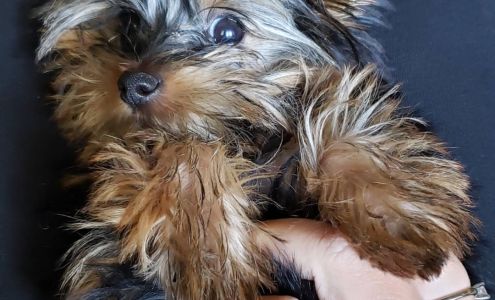 Kat's Doggie Styles, LLC