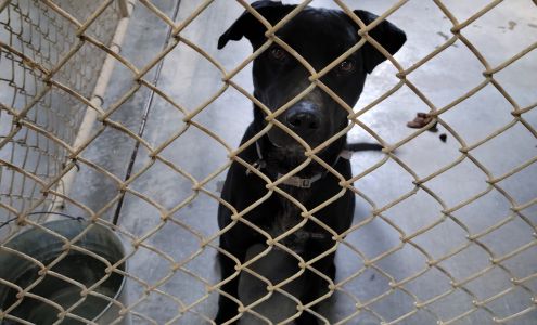 Hawkins County Humane Society