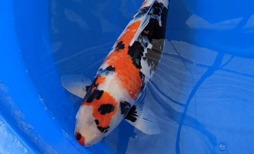 Purdin Koi Farm Glynn