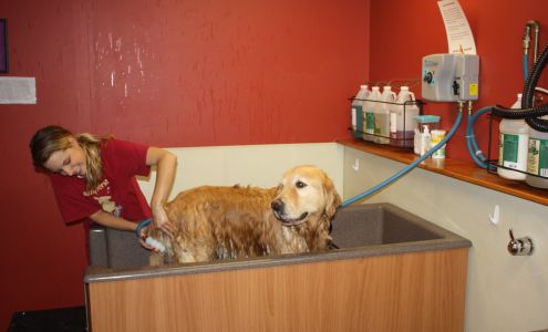 Amherst Dog Wash