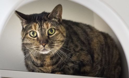 Scituate Animal Shelter of Massachusetts