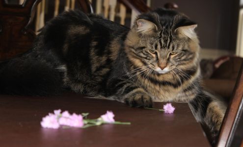 The Community Cat Connection