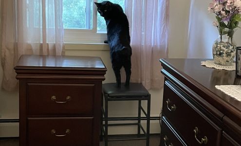 Volunteer Services For Animals