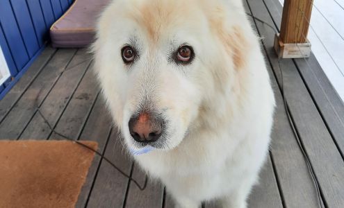 Paw-rific Pet Grooming