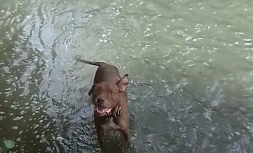 Lenawee Humane Society